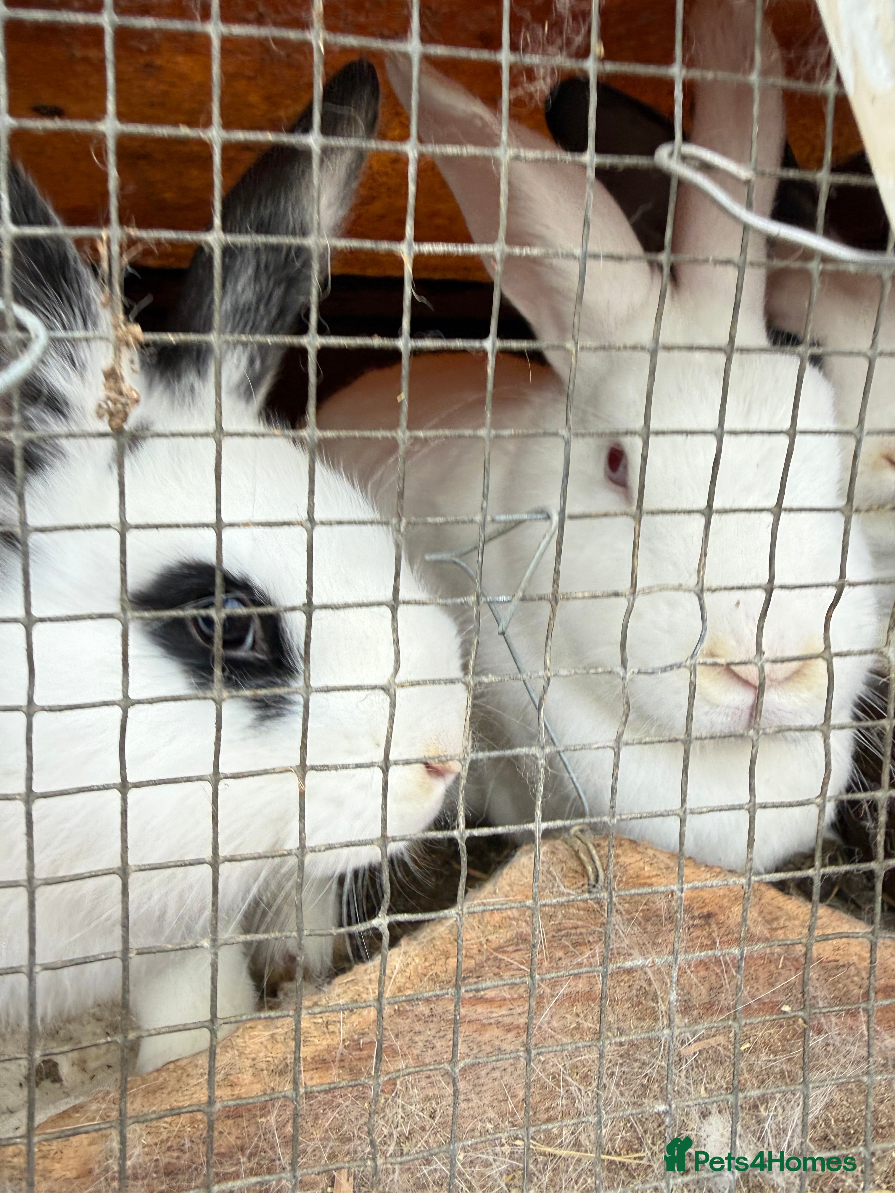 Californian rabbits Rabbits for you  - Advert 1