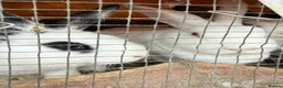 Californian rabbits for sale: Rabbits for you  - Advert 1