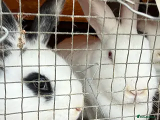 Californian rabbits Rabbits for you - Advert 5