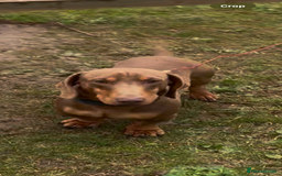 Dachshund dogs for stud: Dash hound  stud  - Image 2