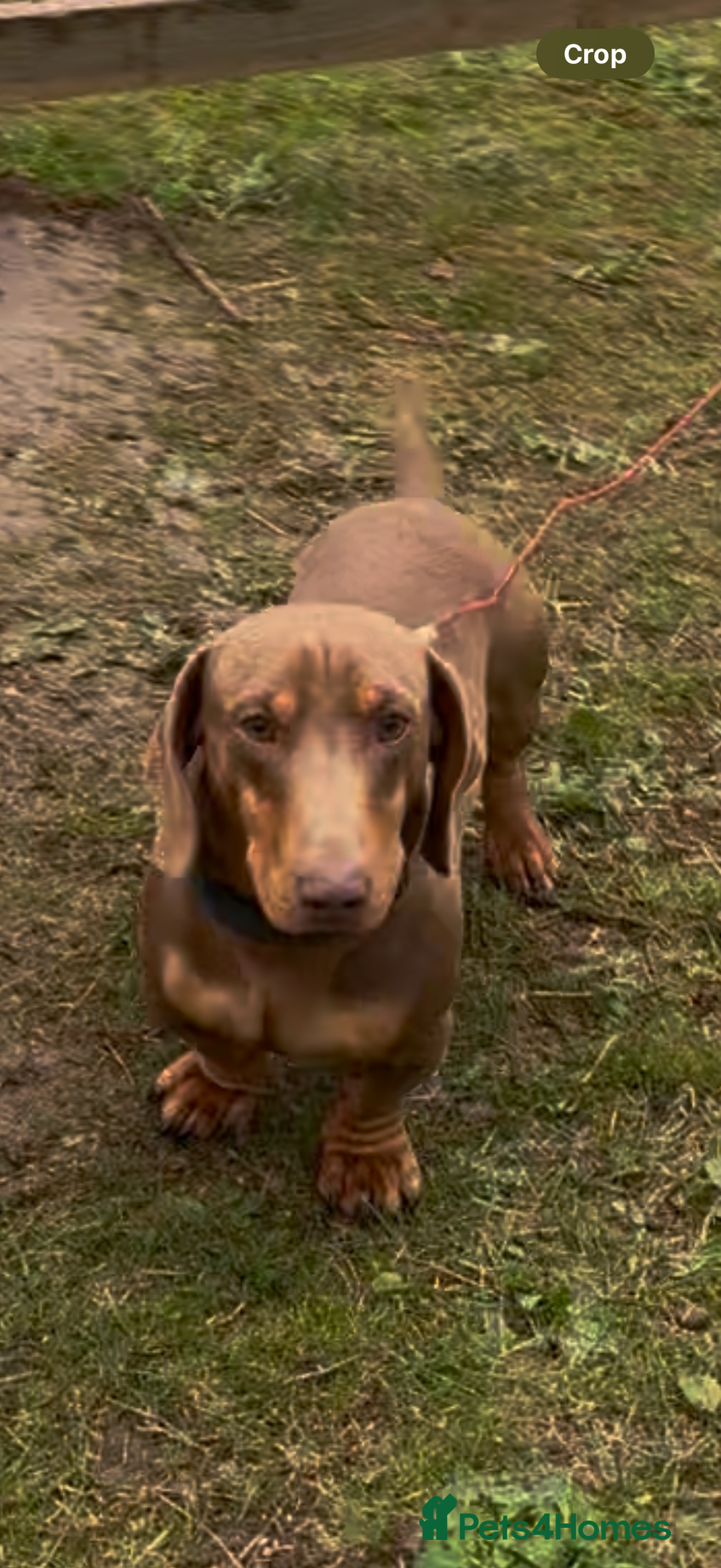 Dachshund dogs for stud: Dash hound  stud  - Image 2