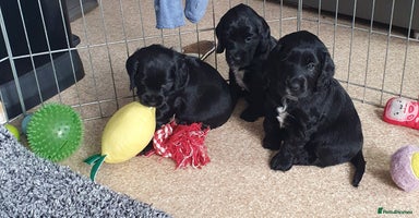 Cockapoo dogs - Advert 6