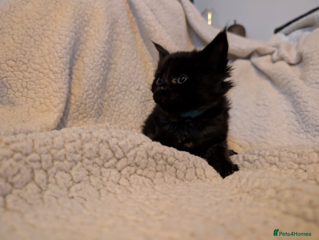 Maine Coon cats for sale: 6 Beautiful main coon kittens - Advert 11