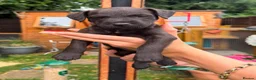 Patterjack dogs for sale: Patterjack  - Advert 6