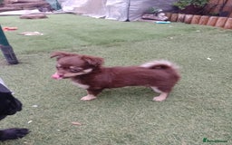 Chihuahua dogs for sale: Female Long Haired chihuahuas  - Image 2