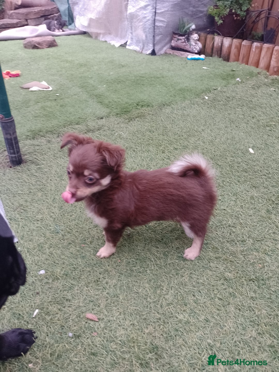 Chihuahua dogs for sale: Female Long Haired chihuahuas  - Image 2