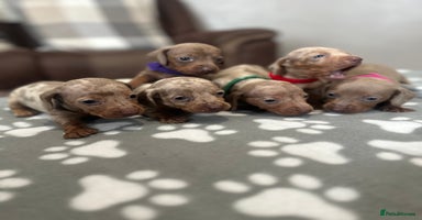 Dachshund dogs - Advert 12