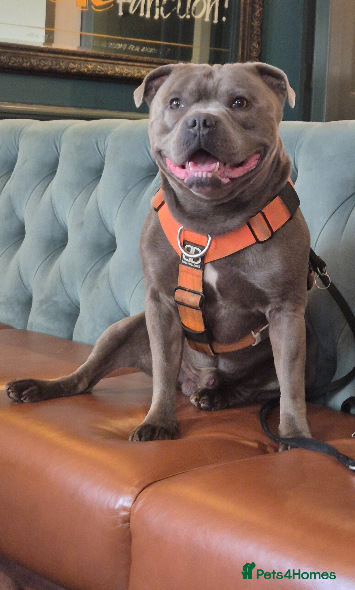 Staffordshire Bull Terrier dogs Male blue staffy for stud - Advert 1