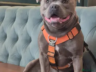 Staffordshire Bull Terrier dogs Male blue staffy for stud - Advert 1