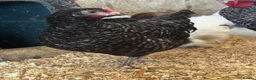 Chickens poultry for sale: Cuckoo maran banty pullers and cockerels for sale  - Advert 4