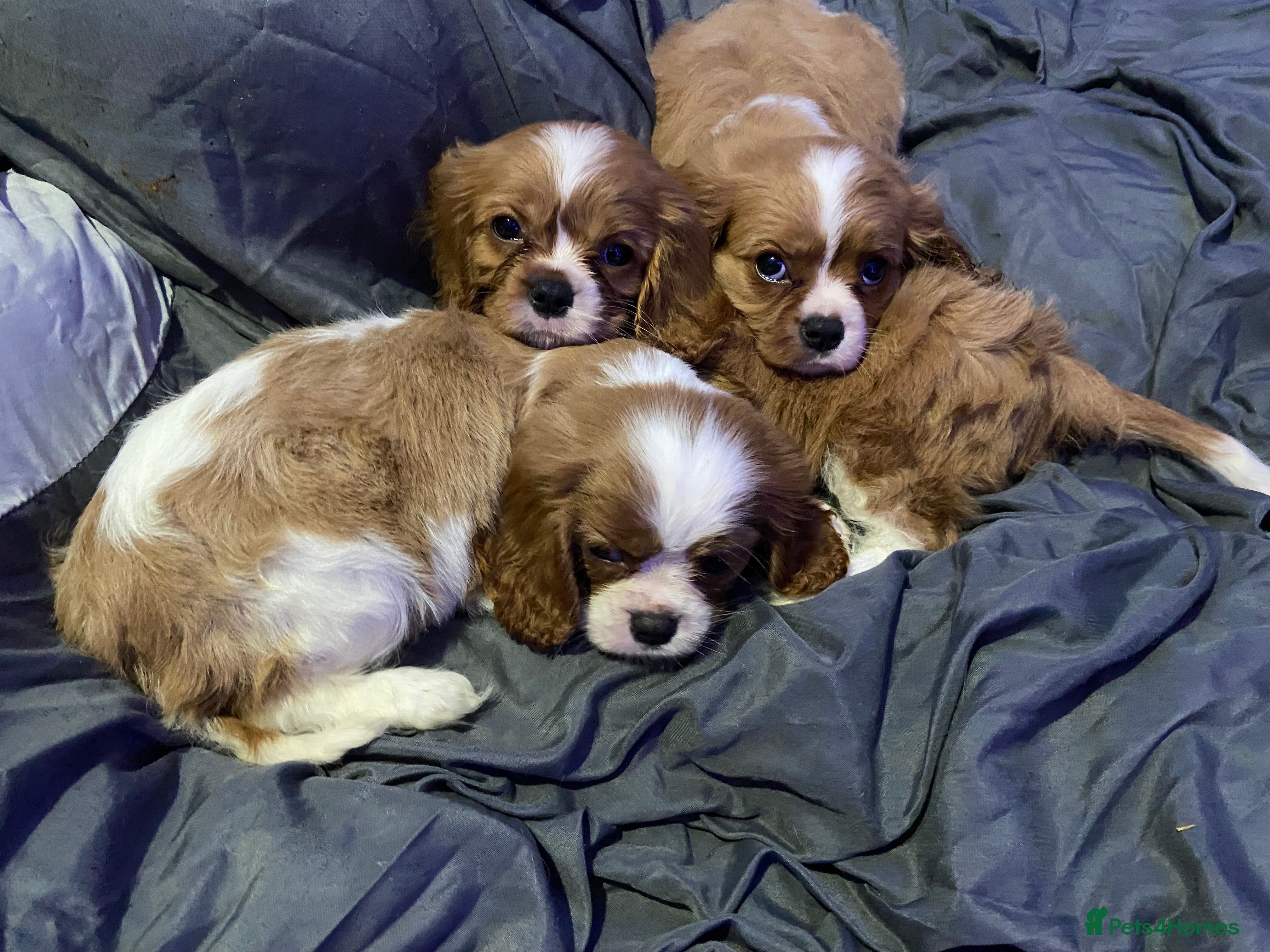 Cavalier King Charles Spaniel dogs READY TO LEAVE Cavaliers - Advert 2