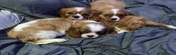 Cavalier King Charles Spaniel dogs for sale: Beautifull Puppies - Advert 1