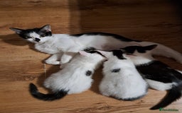 Mixed Breed cats for sale: 3 adorable kittens for sale - Image 4
