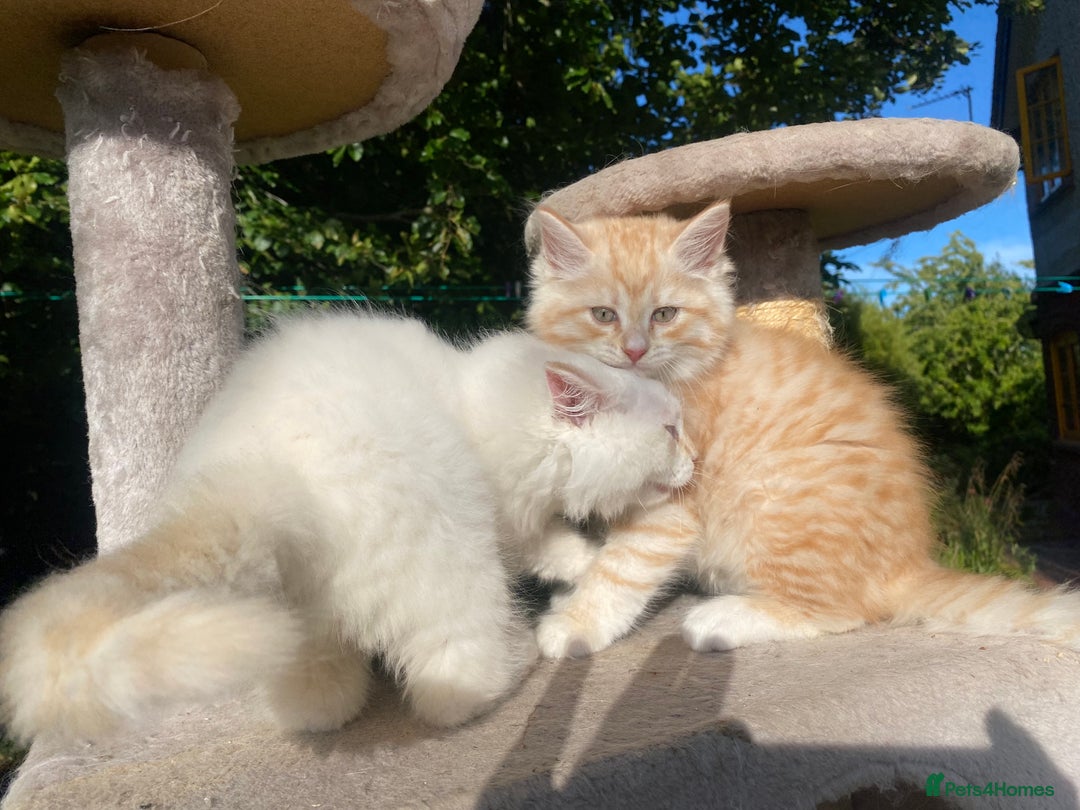 Siberian cats for sale: x5 Adorable Pure Siberian Kittens to re-home😻 - Image 18