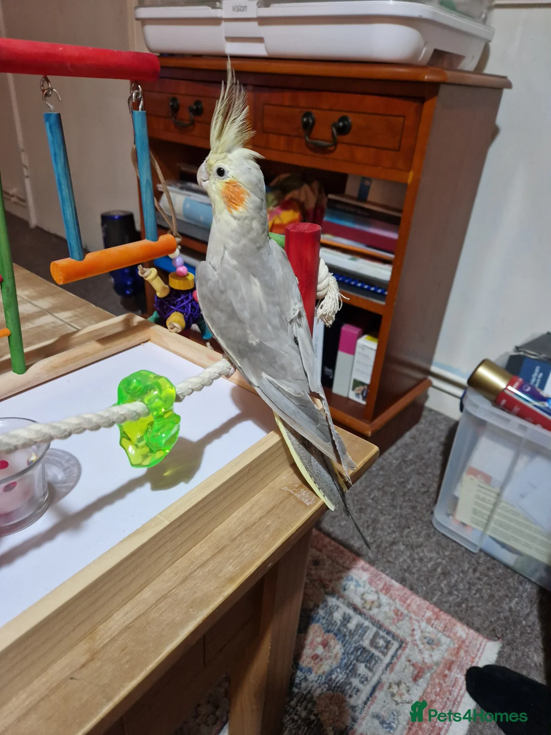 Cockatiels birds for sale: Beautiful cinnamon female cockatiel  - Advert 2