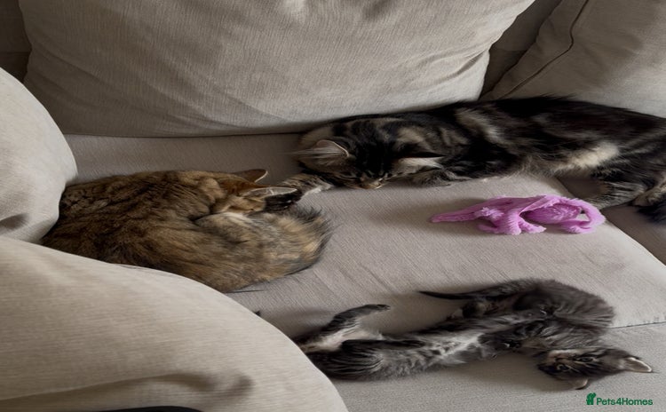 Maine Coon cats for sale - Advert 1