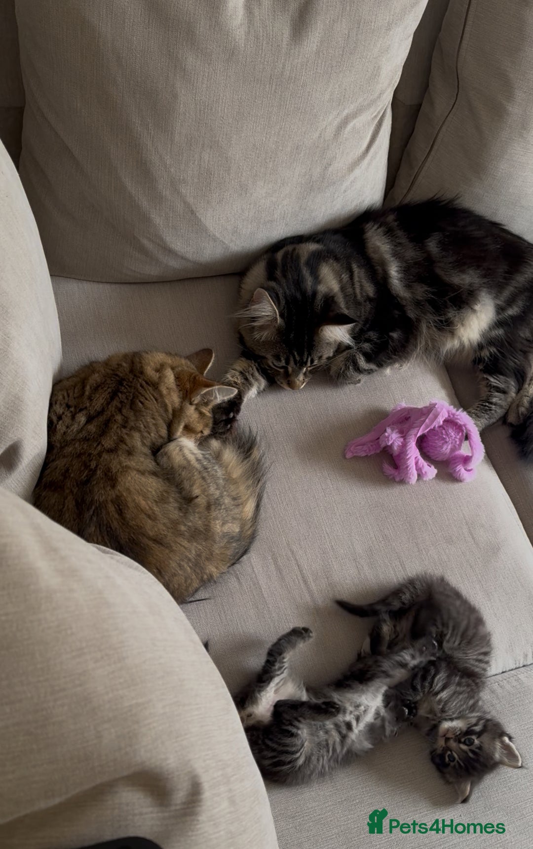 Maine Coon cats for sale: 2 Maine coon x tabby kittens  - Image 1
