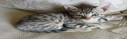 Bengal cats for sale: 🔥 STUNNING 3/4 BENGALS — BLUE MARBLED KITTENS!  - Advert 13