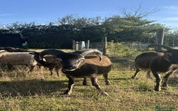 Sheep livestock for sale: 1 Year old Soay cross Boreray Ram for sale.  - Image 2