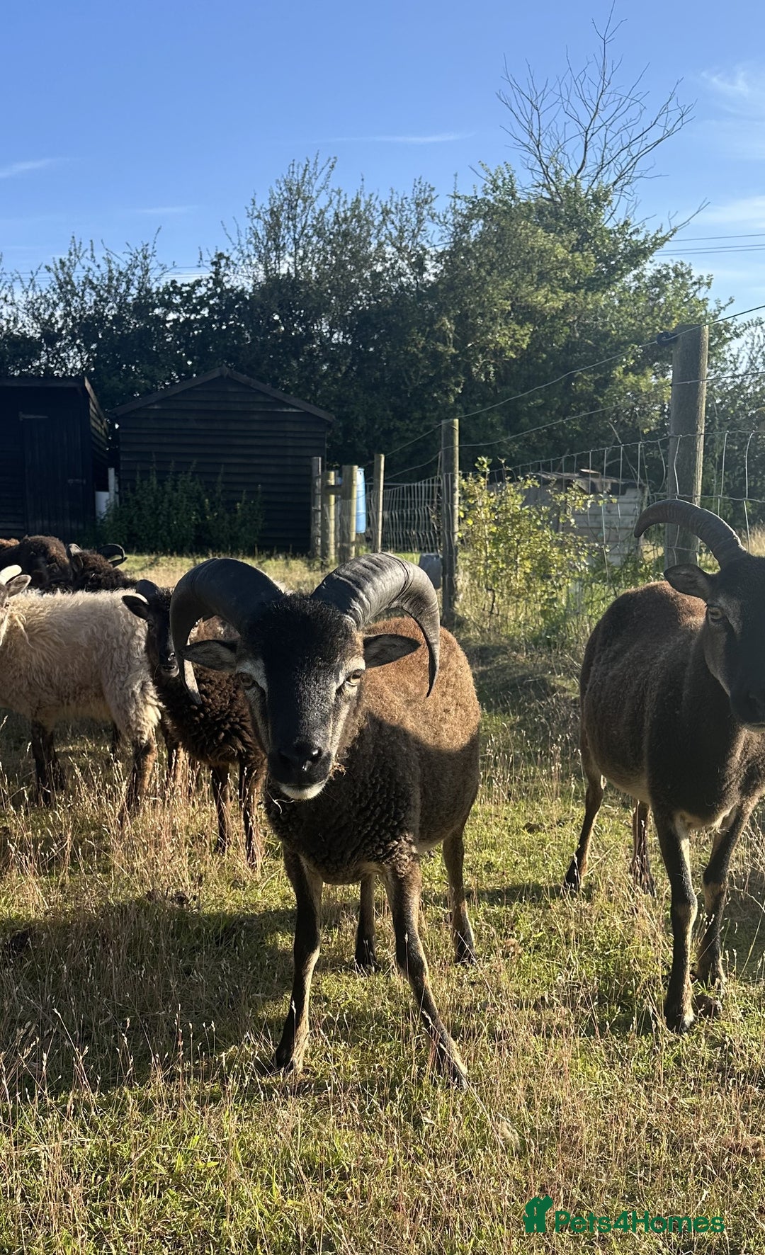 Sheep livestock for sale: 1 Year old Soay cross Boreray Ram for sale.  - Image 2