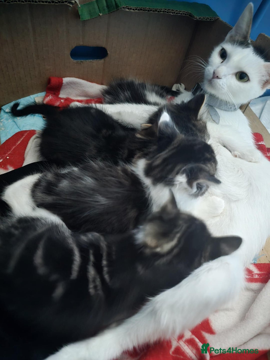 European cats for sale: Cute Kittens Ready for Homes 😍 - Image 5
