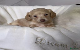 Miniature Dachshund dogs for sale: ℂ𝕝𝕖𝕒𝕣 ℂ𝕣𝕖𝕒𝕞 𝕄𝕚𝕟𝕚 𝔻𝕒𝕔𝕙𝕤𝕙𝕦𝕟𝕕𝕤 in Bootle - Image 14