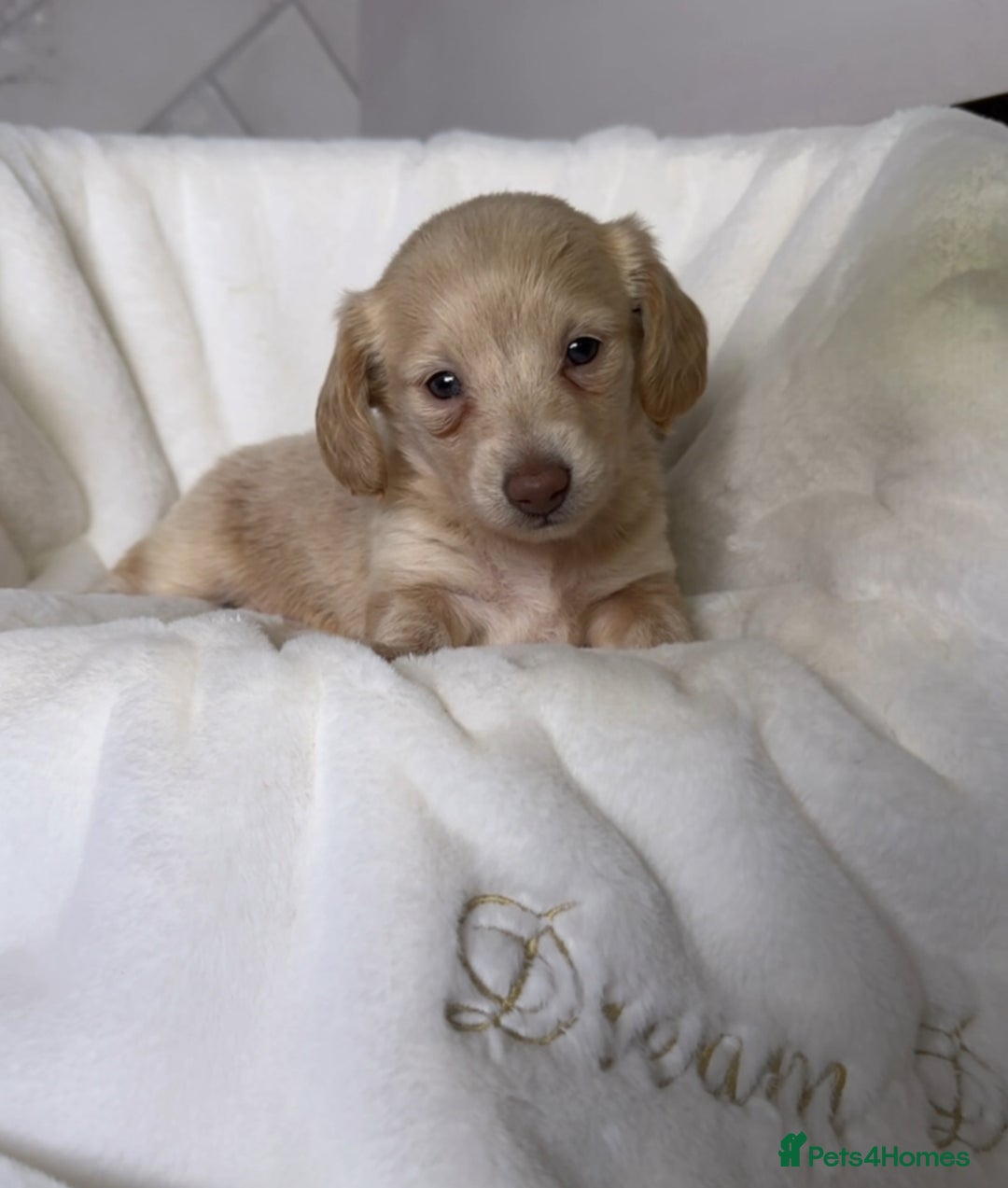 Miniature Dachshund dogs for sale: ℂ𝕝𝕖𝕒𝕣 ℂ𝕣𝕖𝕒𝕞 𝕄𝕚𝕟𝕚 𝔻𝕒𝕔𝕙𝕤𝕙𝕦𝕟𝕕𝕤 in Bootle - Image 14