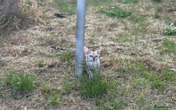 Bengal cats for sale: Champion line Bengal Snow Kittens  - Image 28