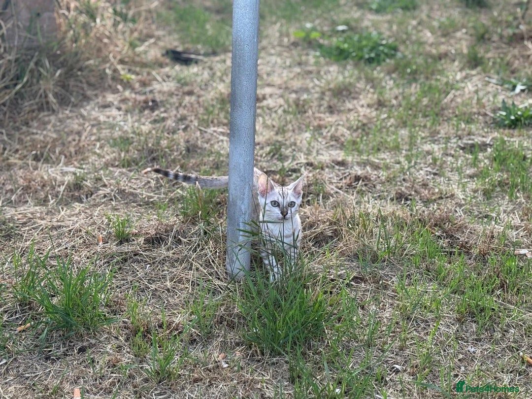 Bengal cats for sale: Champion line Bengal Snow Kittens  - Image 28