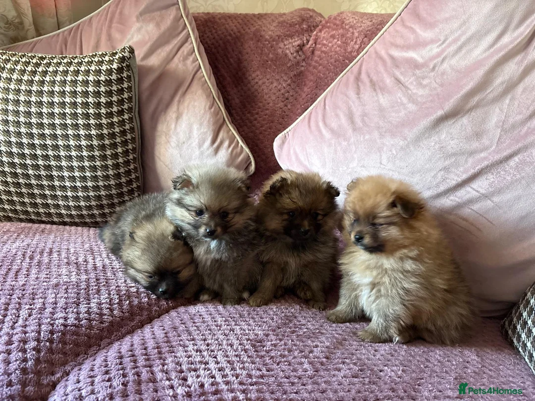 Pomeranian dogs for sale: LAST 2 GIRLS STUNNING TINY PUPPIES  in Manchester - Advert 4