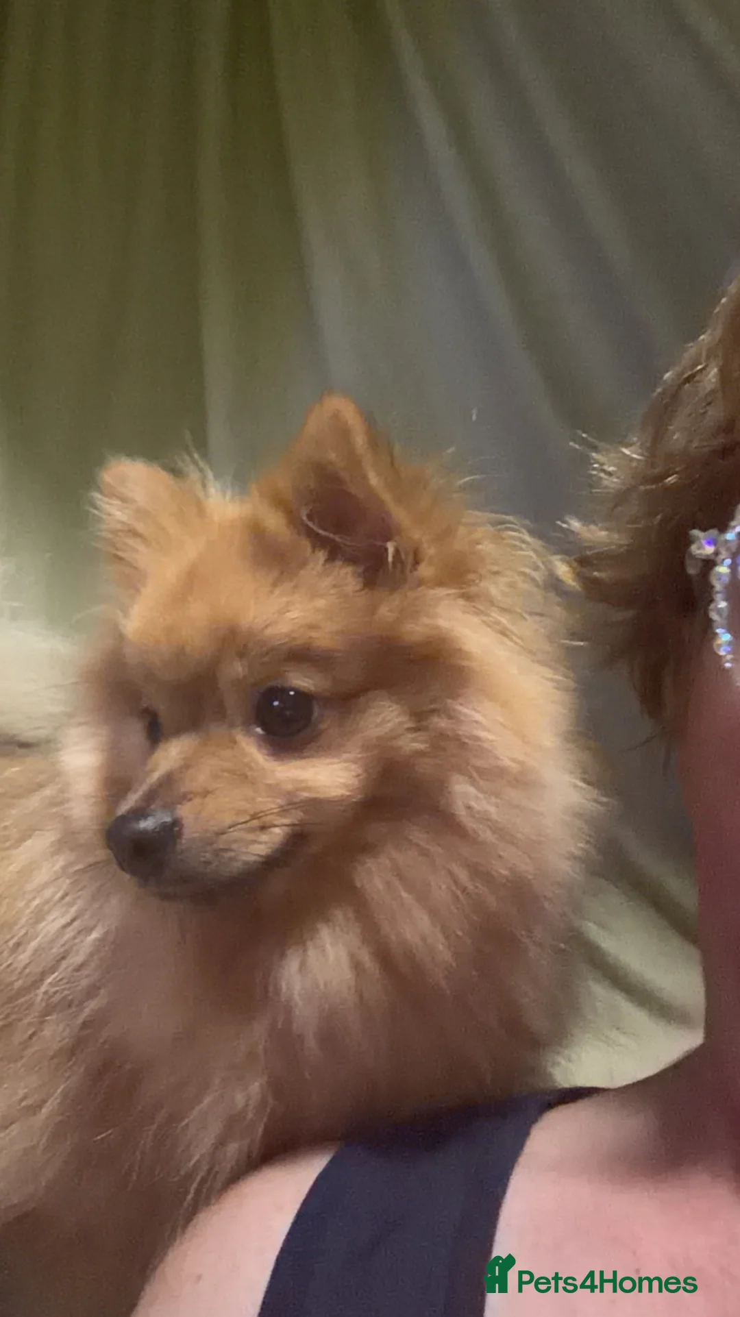 Pomeranian dogs for sale: Pomeranian  - Advert 2