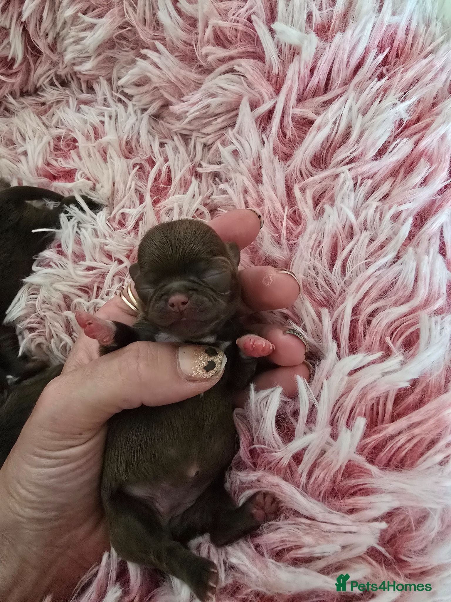 Chihuahua dogs Xx stunning Quality Kc chocolate litter Xx - Advert 2