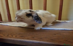 Mini Lop rabbits for sale: Male Rabbit in need of forever home.  - Image 12