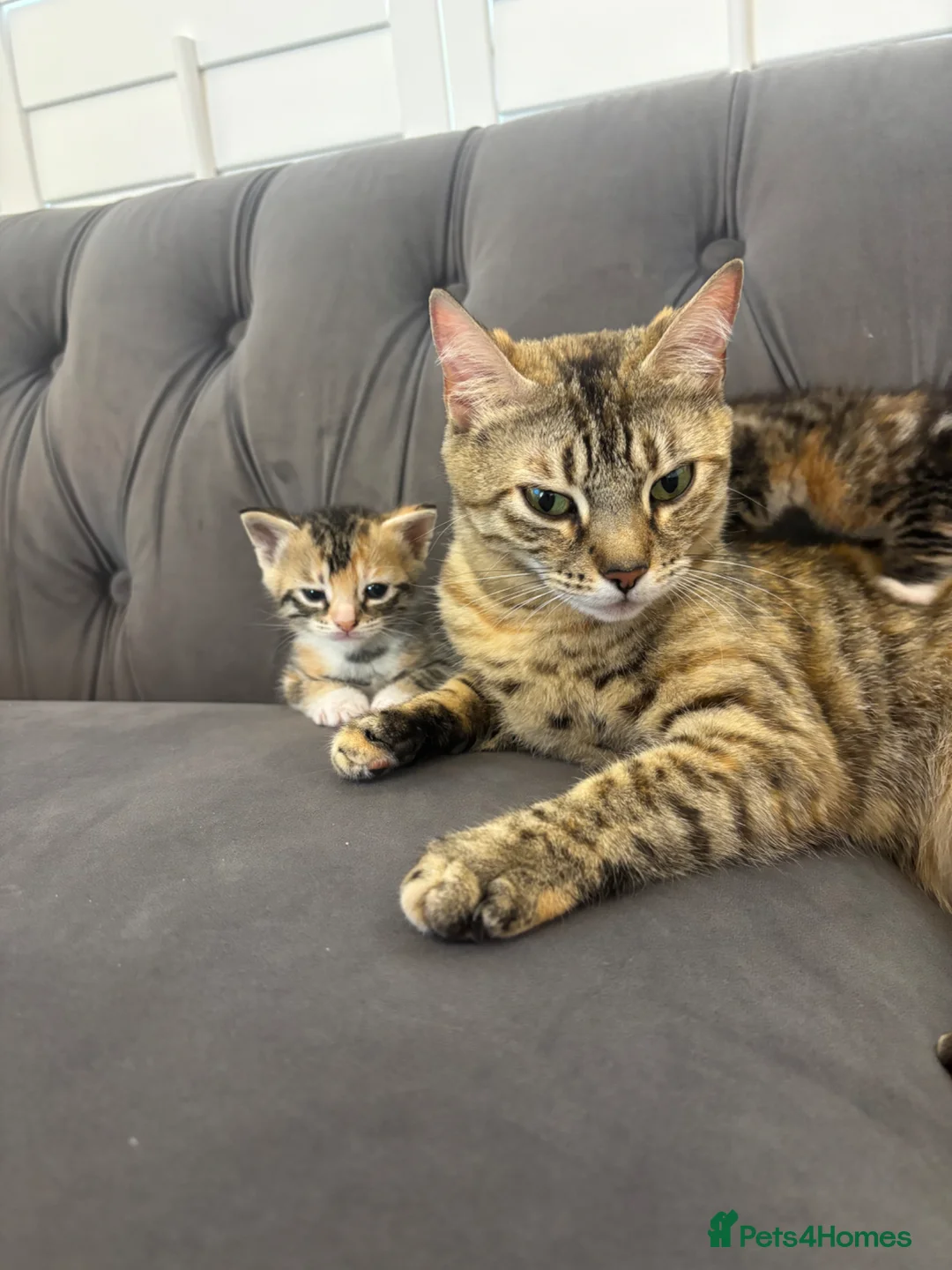 Mixed Breed cats for sale: 2 male and female crossed bengal kittens  - Advert 2