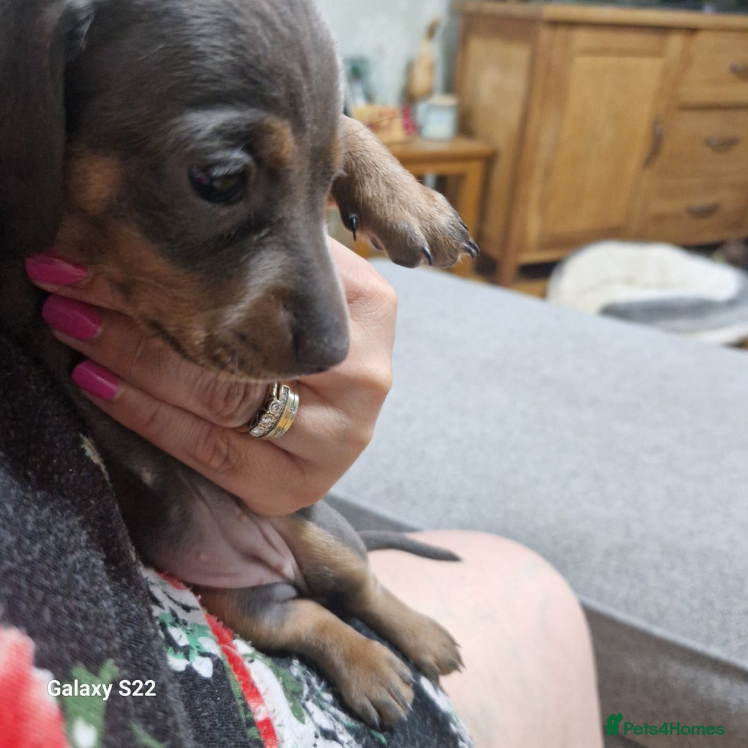 Dachshund dogs for sale: Dachshund puppies  in Driffield - Image 9