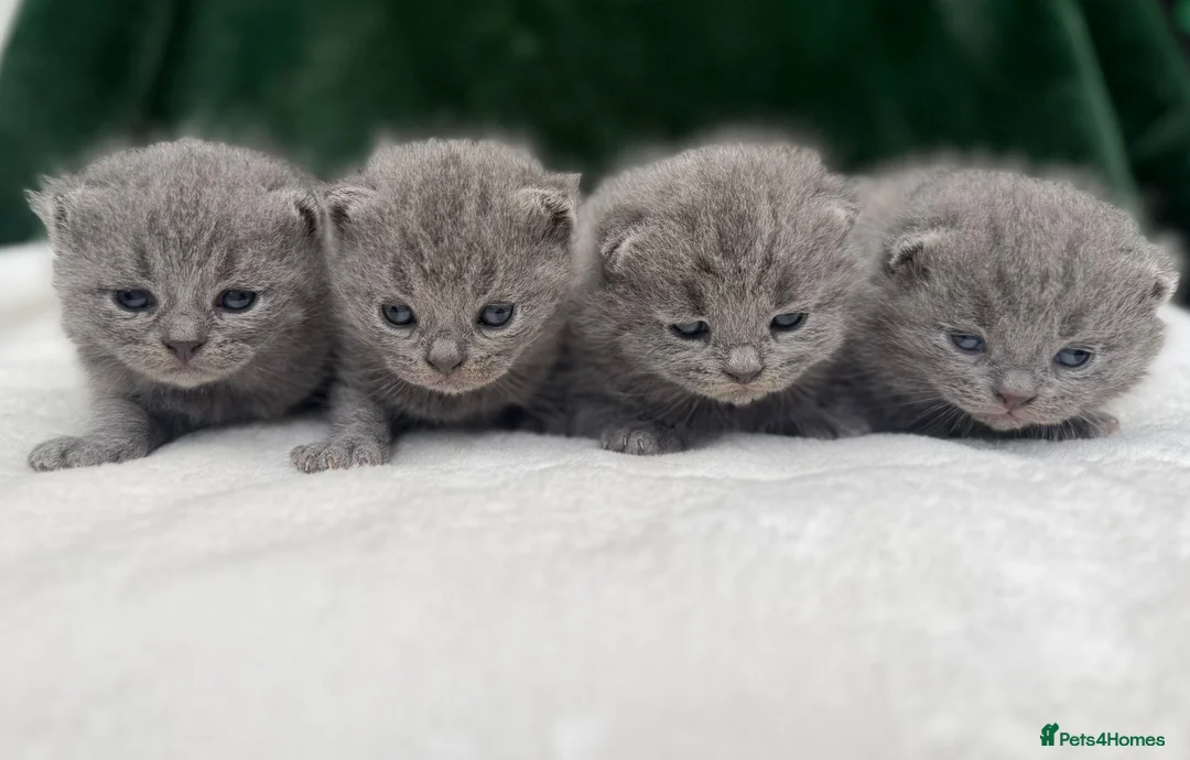 British Shorthair cats for sale: Beautiful British Short hair kittens  - Advert 1