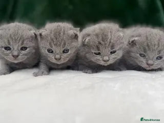 British Shorthair cats Beautiful British Short hair kittens - Advert 1