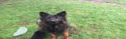 Mixed Breed dogs for sale: German Shepherd x Springer Spaniel puppies - Advert 15