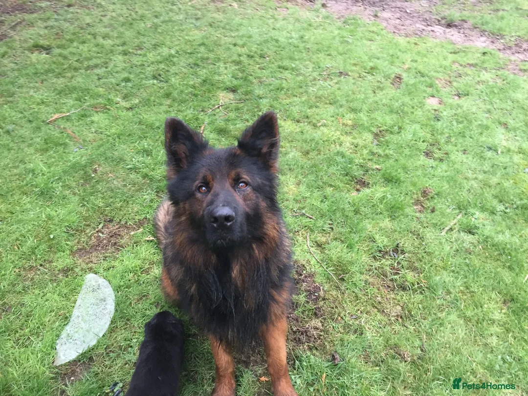 Mixed Breed dogs for sale: German Shepherd x Springer Spaniel puppies - Advert 15