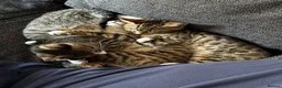 Mixed Breed cats for sale: Bengal x Tabby mixbreed. - Advert 22