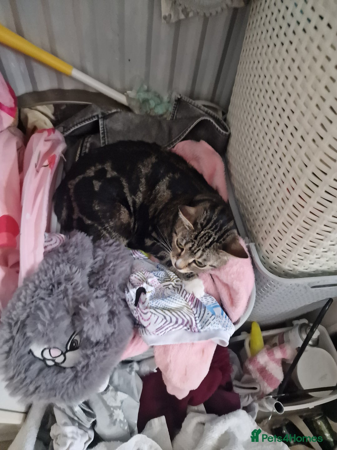 Mixed Breed cats for adoption: Loved family cats in need of a loving home  - Advert 13