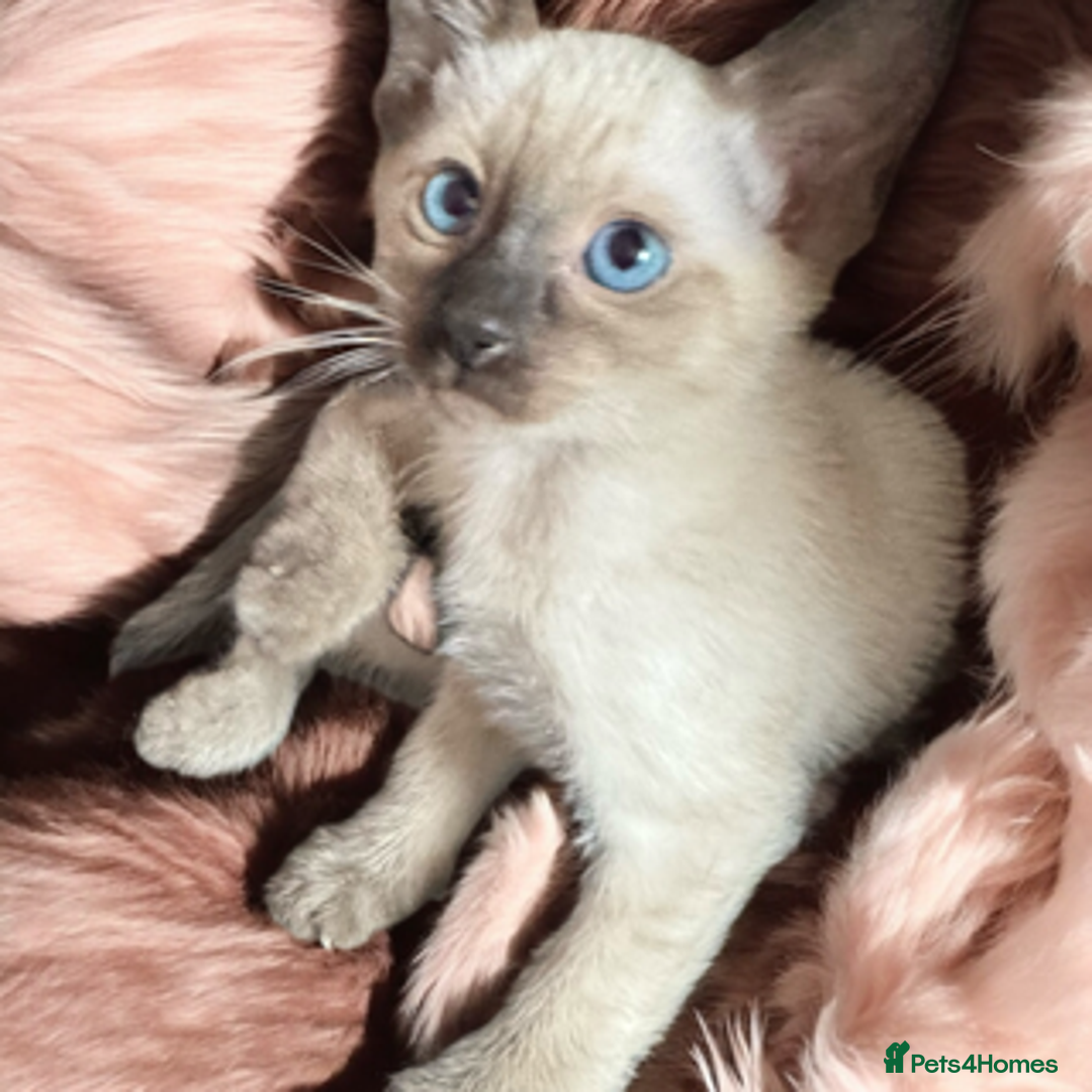 Oriental cats for sale: Gorgeous Oriental Kitten - 1 boy remaining  - Image 12