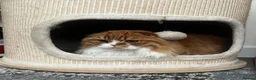 Scottish Fold cats for sale: KOALA – Beautiful Scottish Fold Boy TICA pedigree - Advert 3