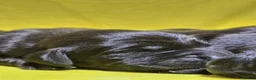 Labrador Retriever dogs for sale: 🖤 Exceptional Labrador Puppies Ready Soon 🐾 - Advert 11