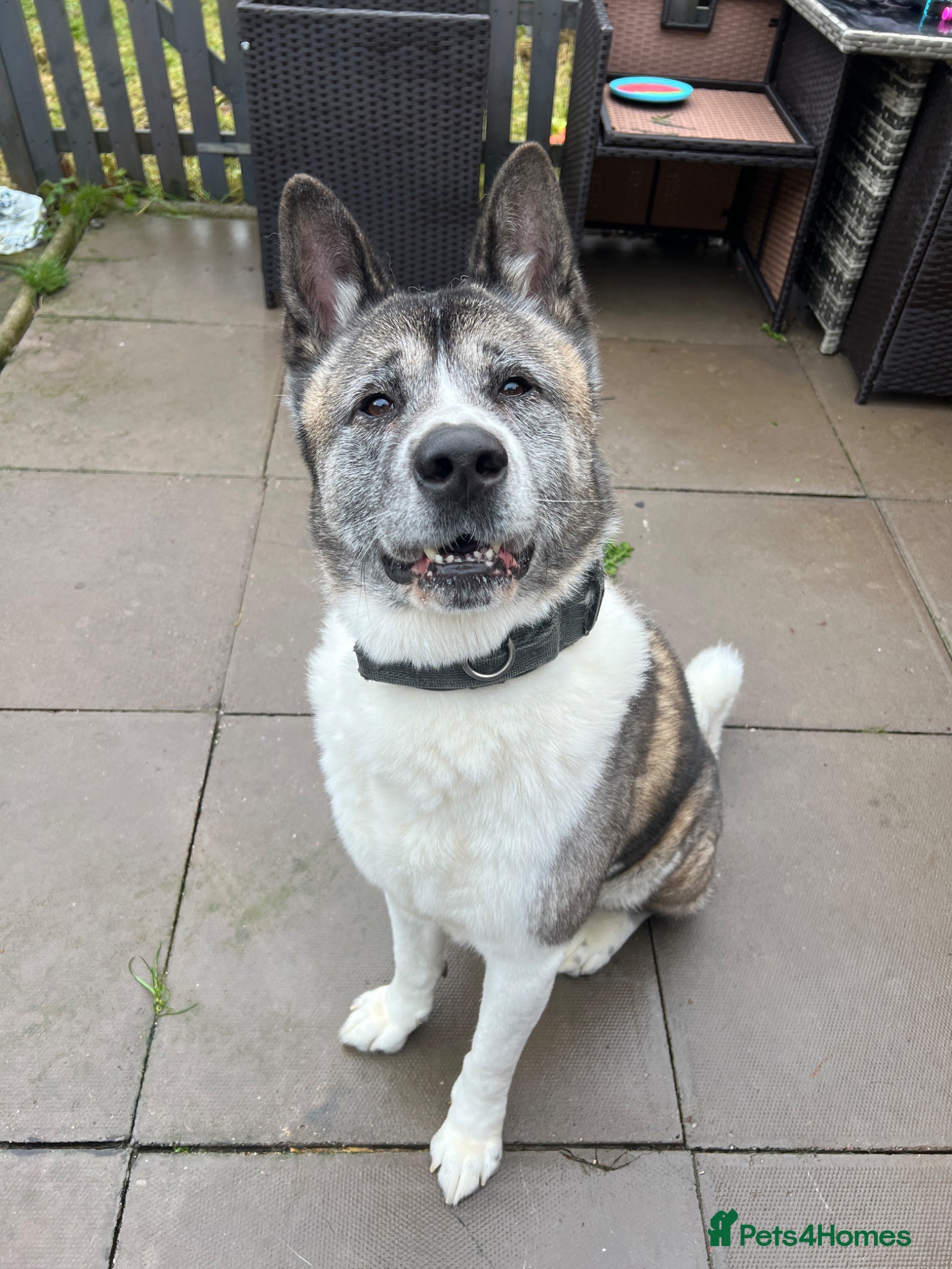 Akita dogs Male Akita 7 years  - Advert 1