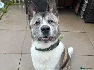 Akita dogs Male Akita 7 years - Advert 1