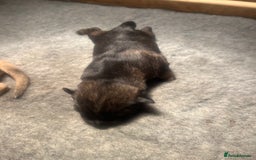 German Shepherd dogs for sale: German Shepherd pups - Image 9