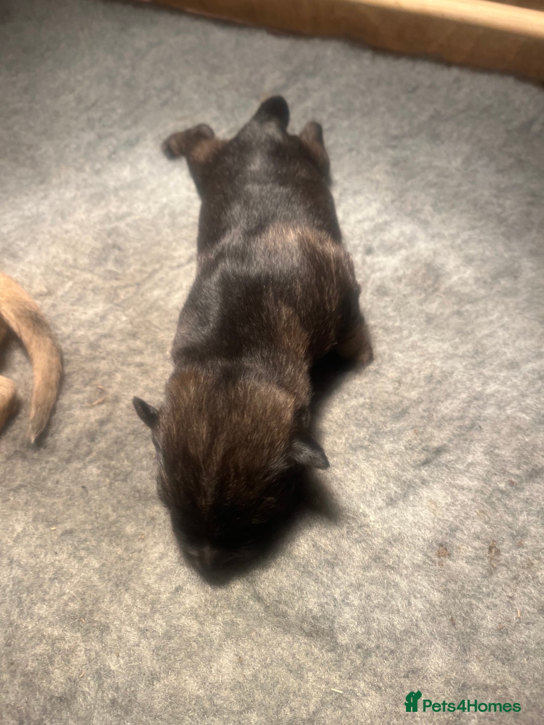 German Shepherd dogs for sale: German Shepherd pups - Image 9