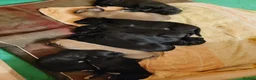 Lurcher dogs for sale: Lurcher puppies - Advert 4