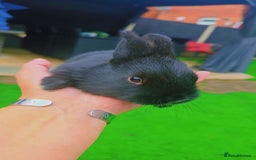 Alaska rabbits for sale: 6 Alaskan baby bunnies - Image 11